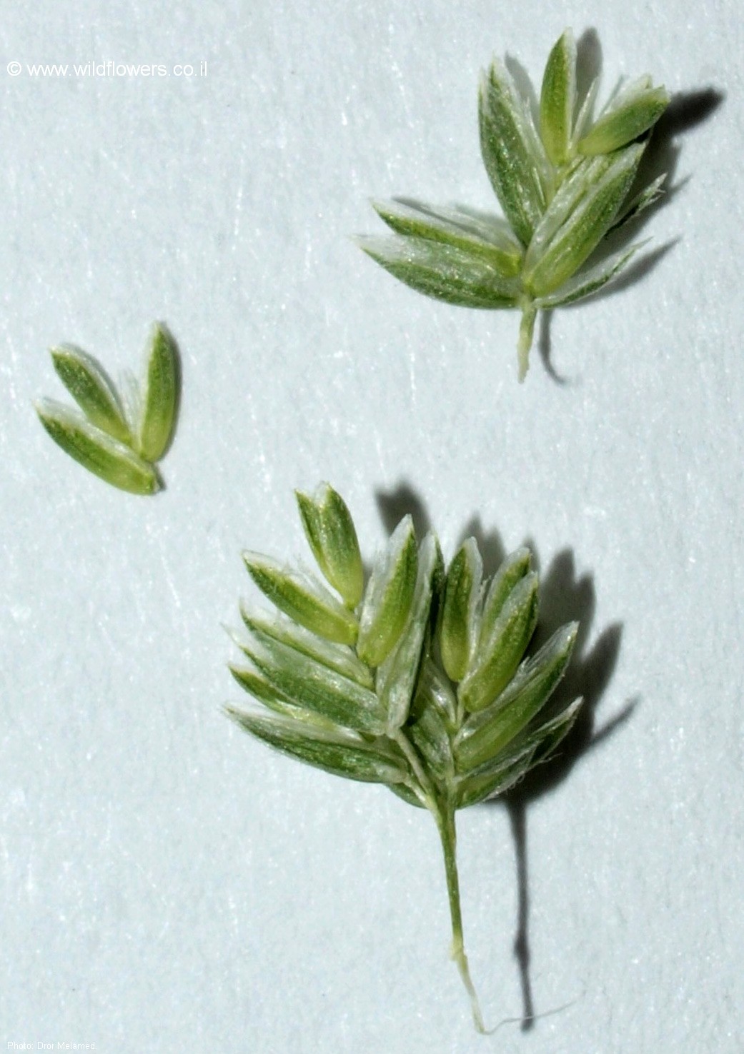 Rostraria obtusiflora